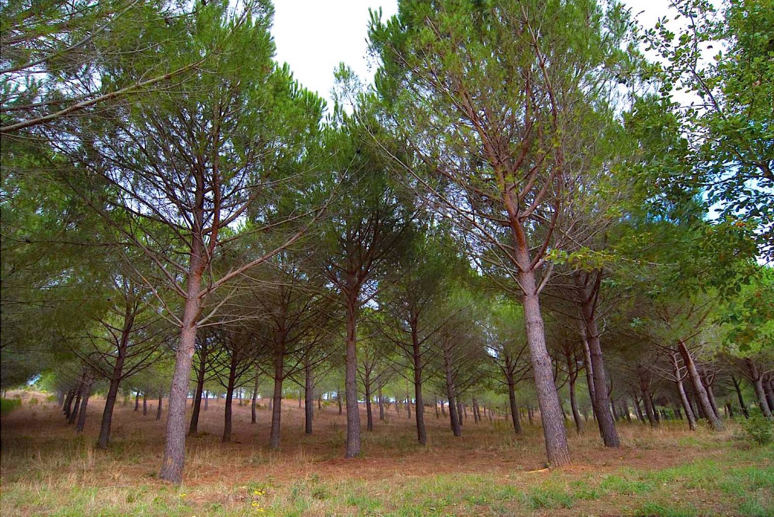 parco