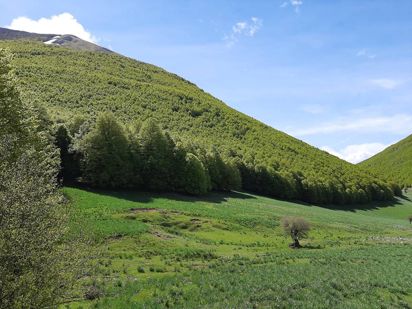 terreno agricolo -FAGGETA Autorizzata al TAglio 1300 Ettari Terreno in vendita! Splendida proprietà di 1300 ettari di bosco da taglio, ideale per 