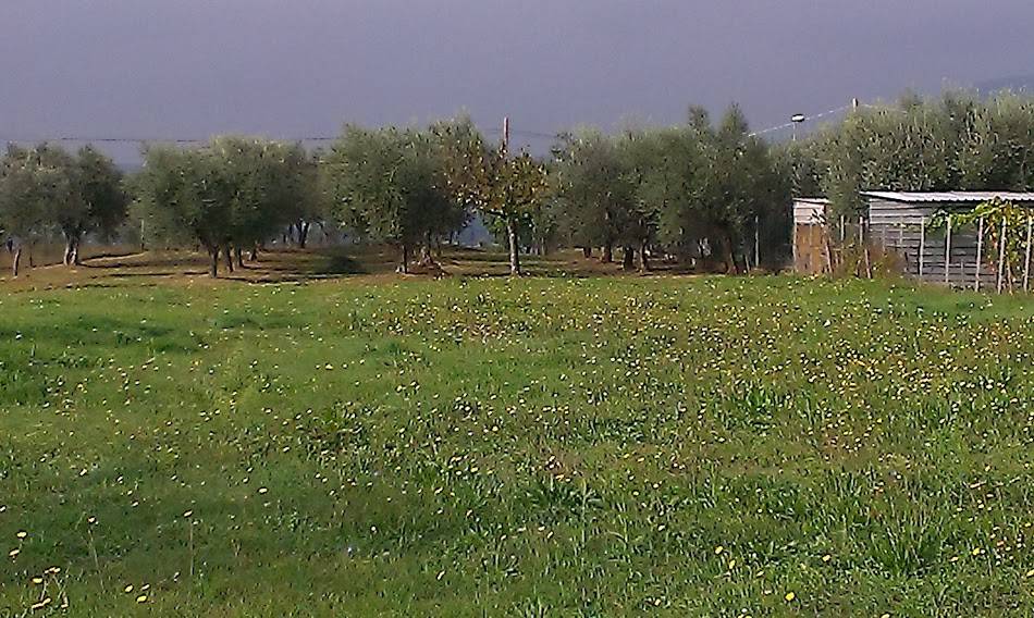 area di edificazione1