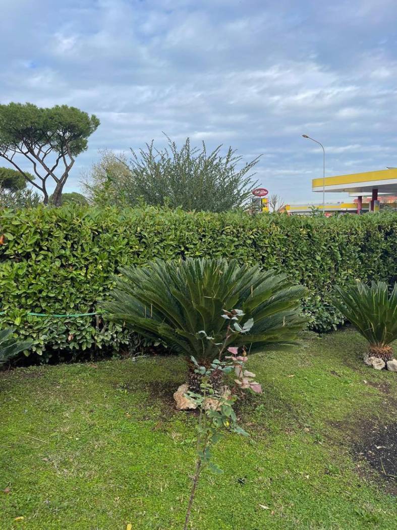 Vendesi appartamento con entrata indipendente , sito a Ciampino (RM) in Viale J.F.KENNEDY , piano terra con giardino privato di 200 mq , con posto 