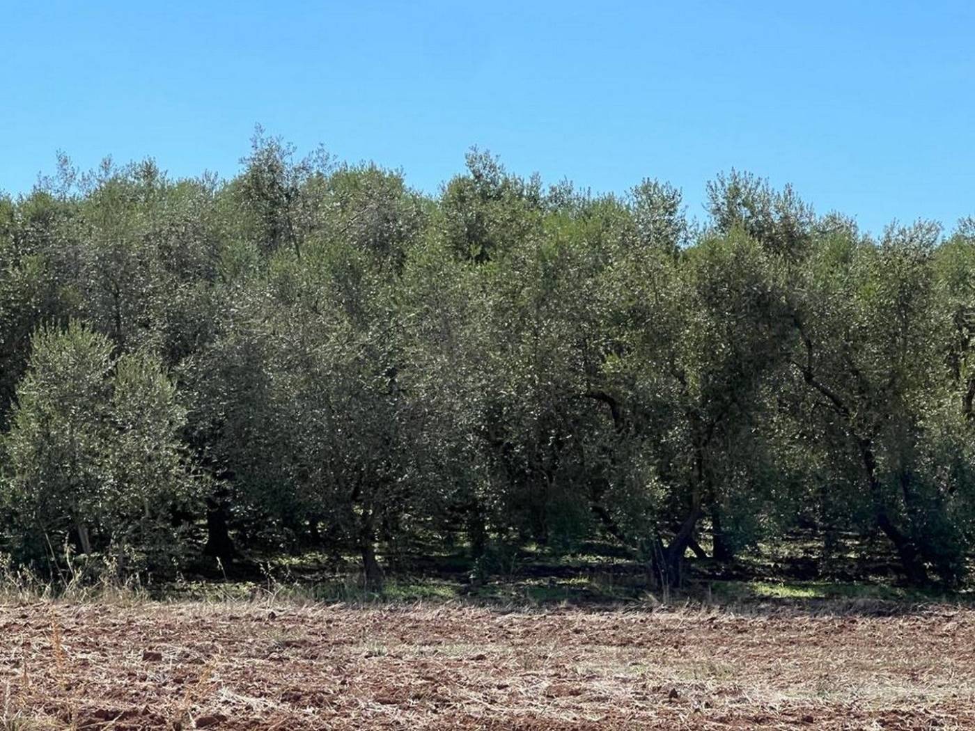 terreno piante olive