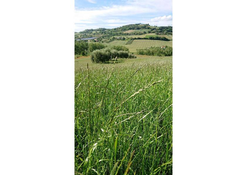 casale