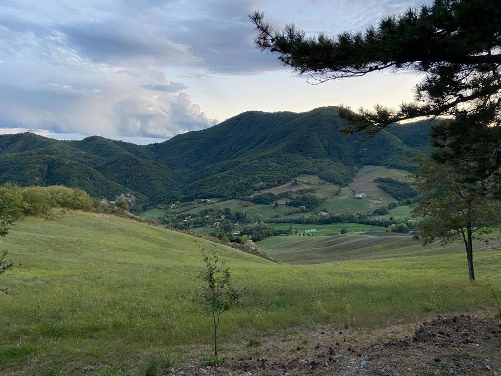 Vista