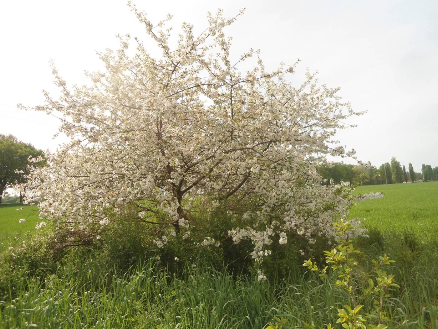 ALBERI