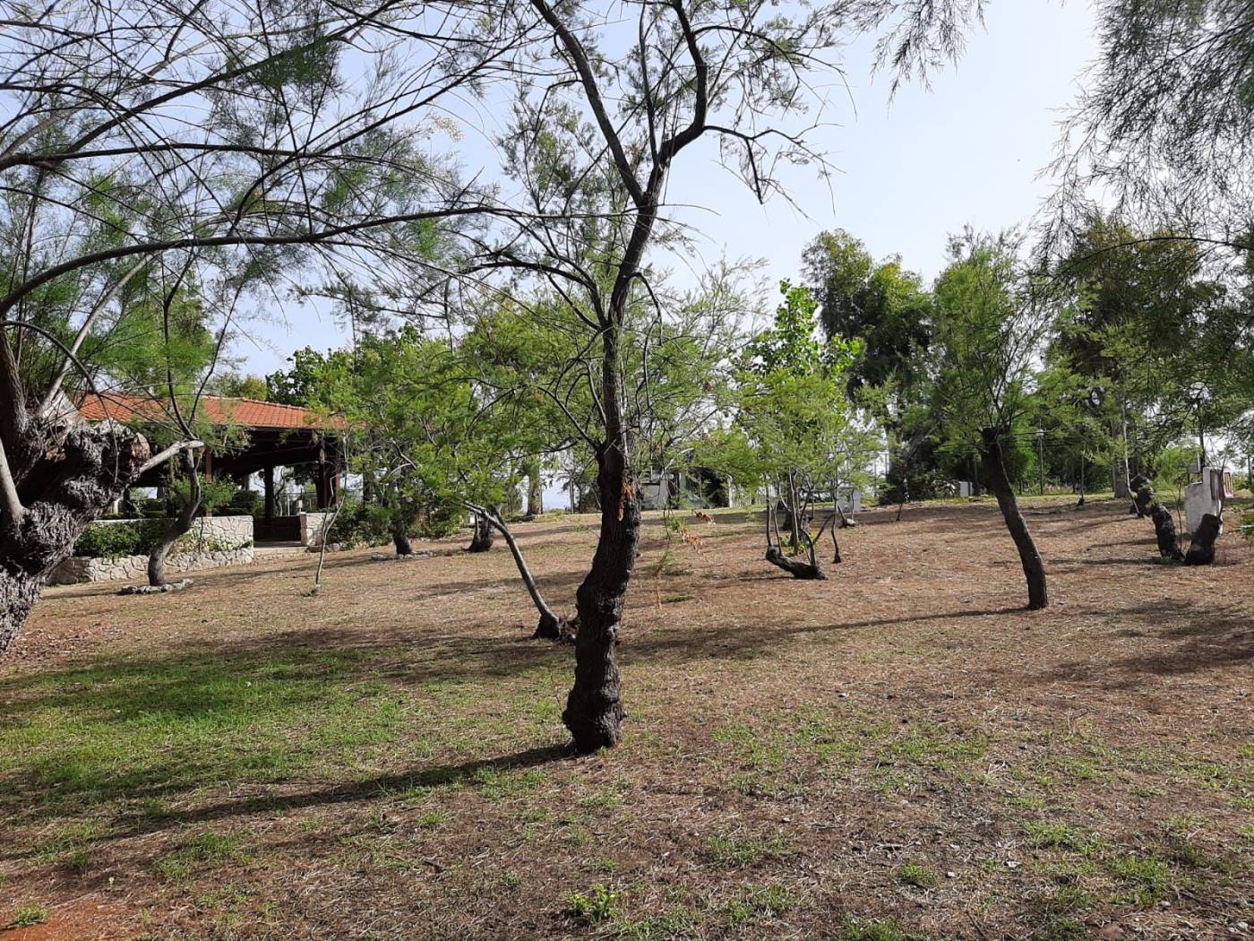 Terreno