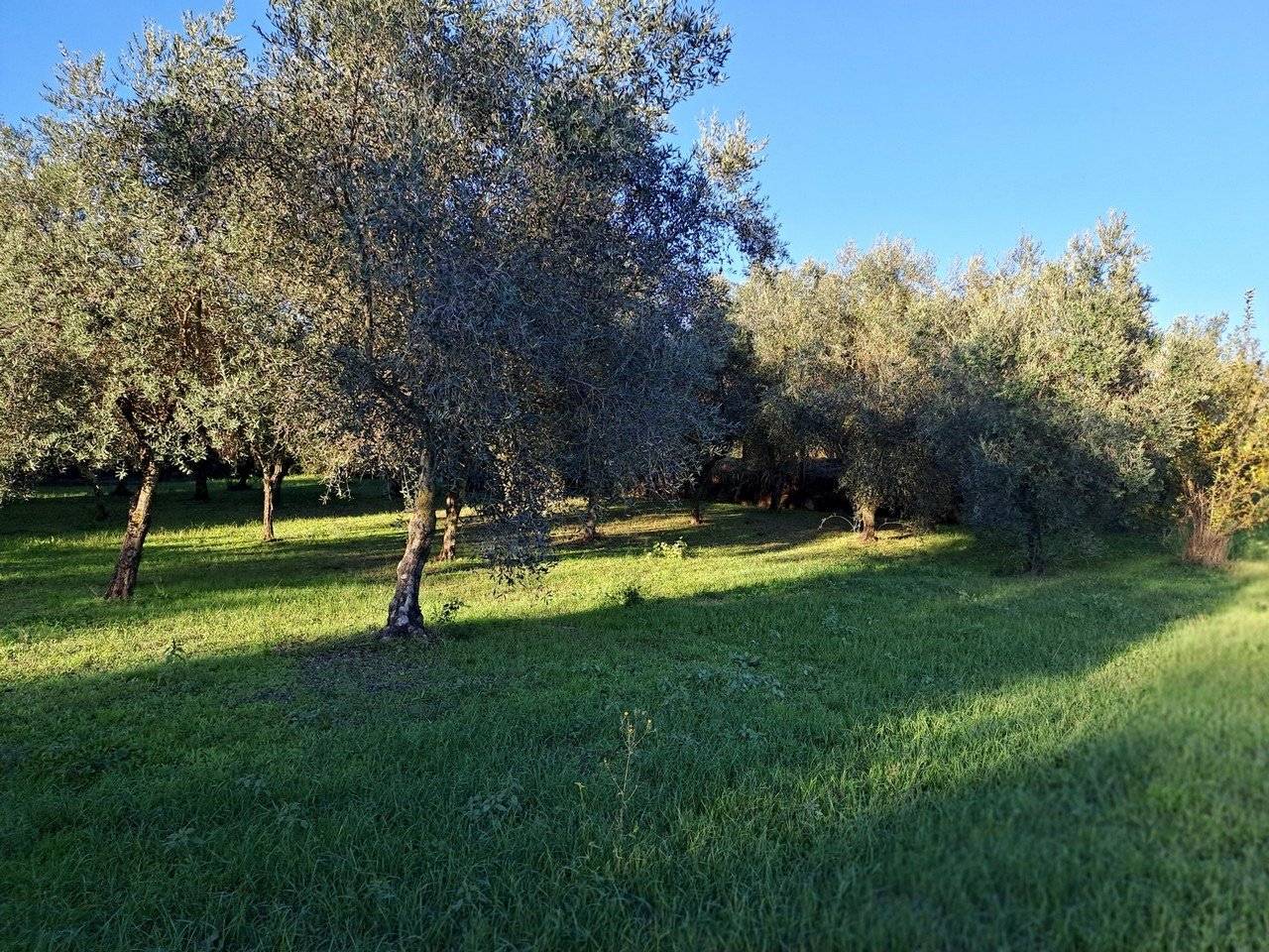 Terreno