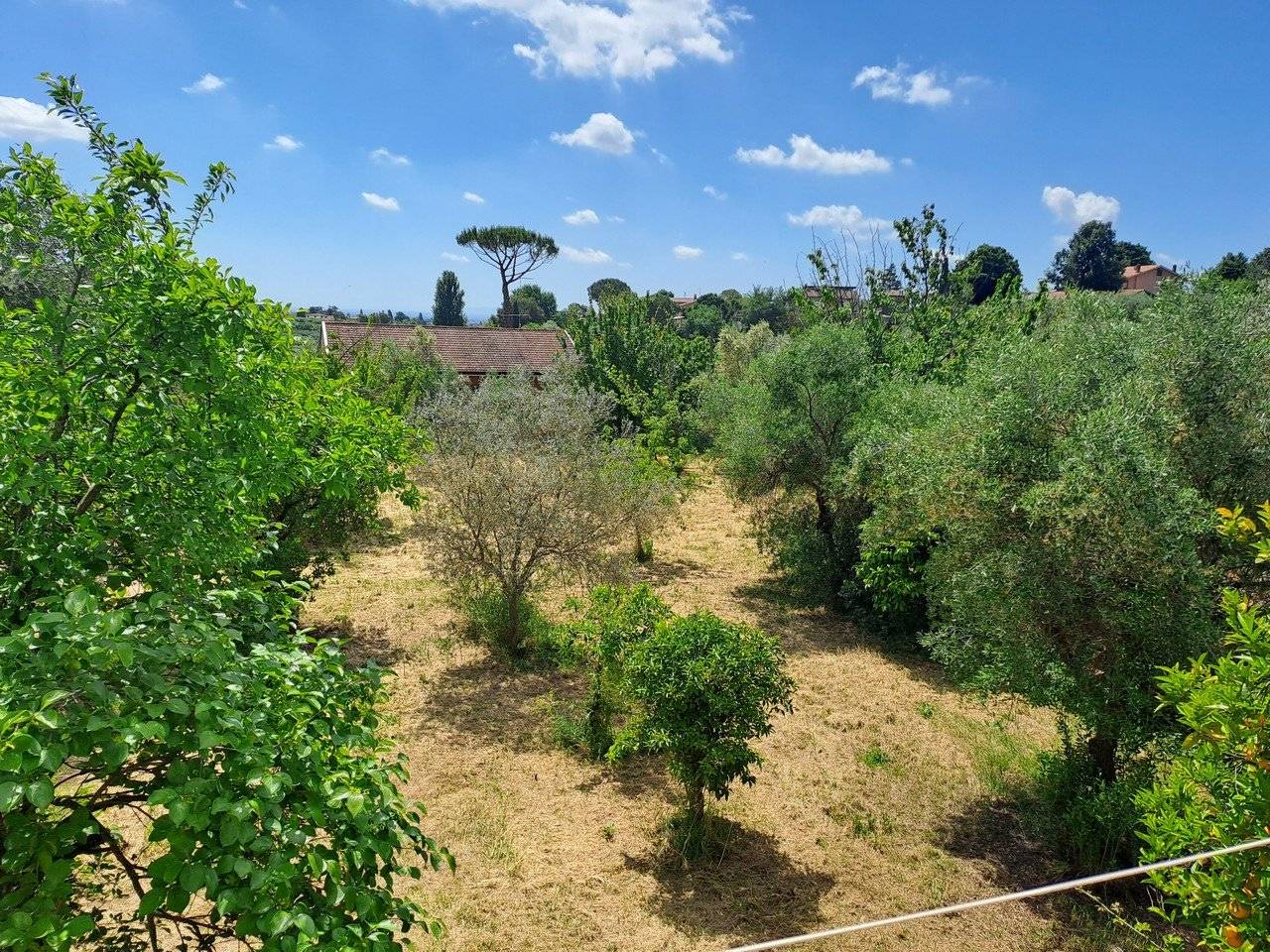Vista