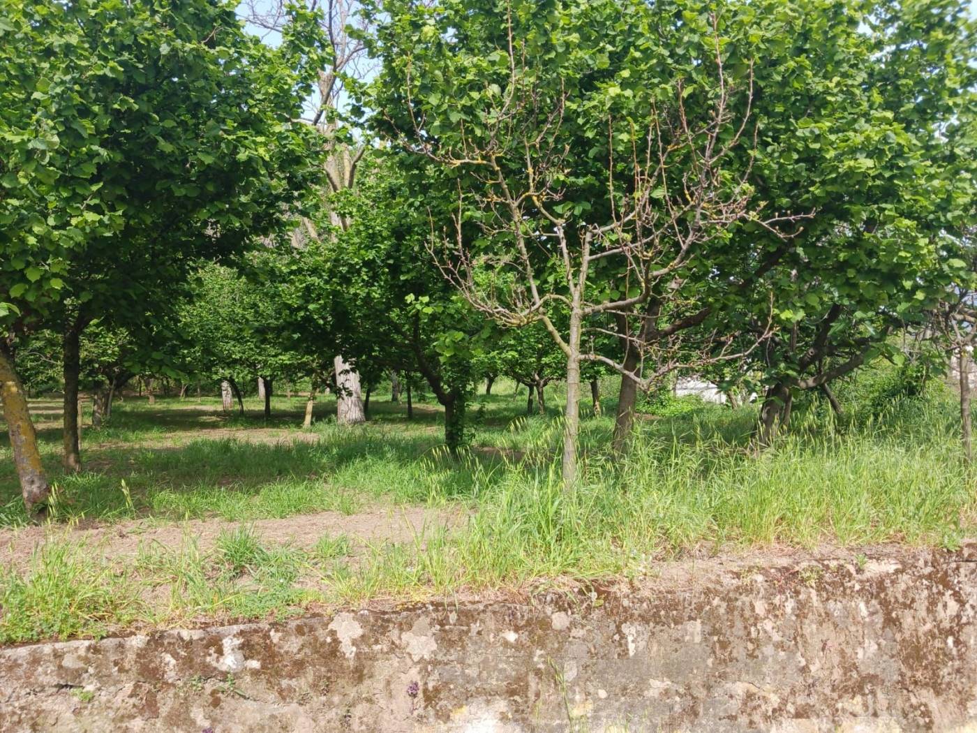 Terreno