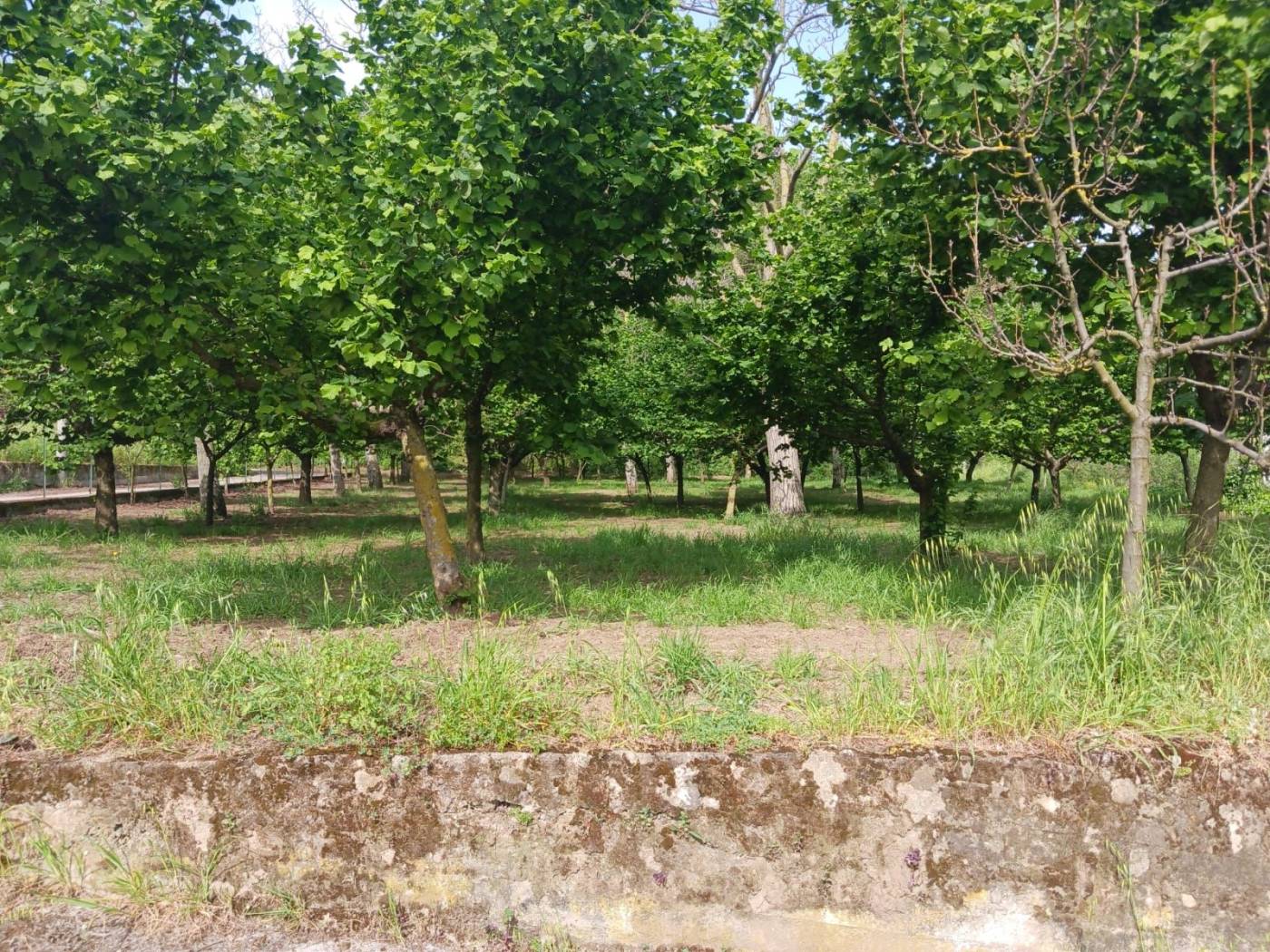 Terreno