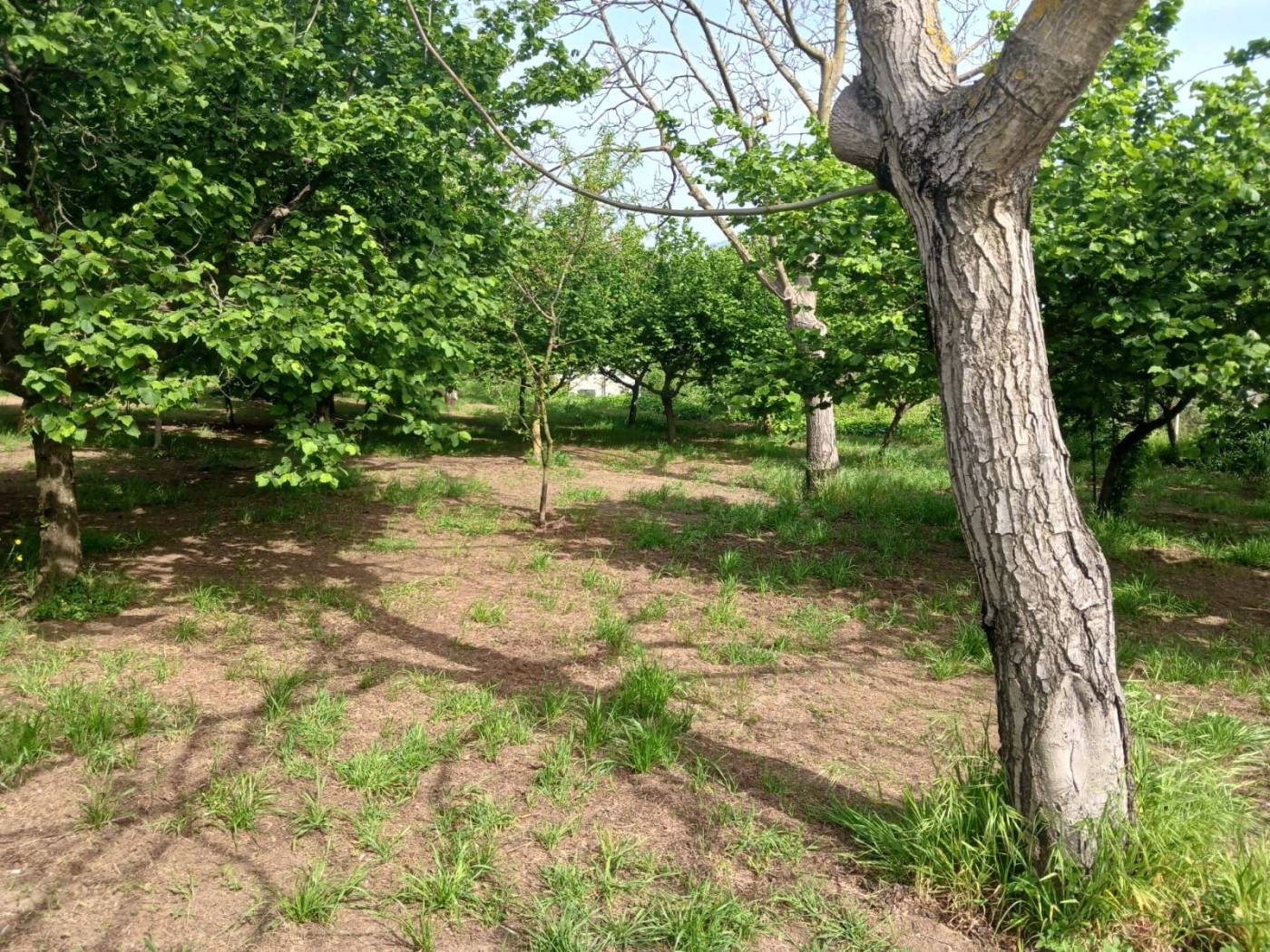Terreno