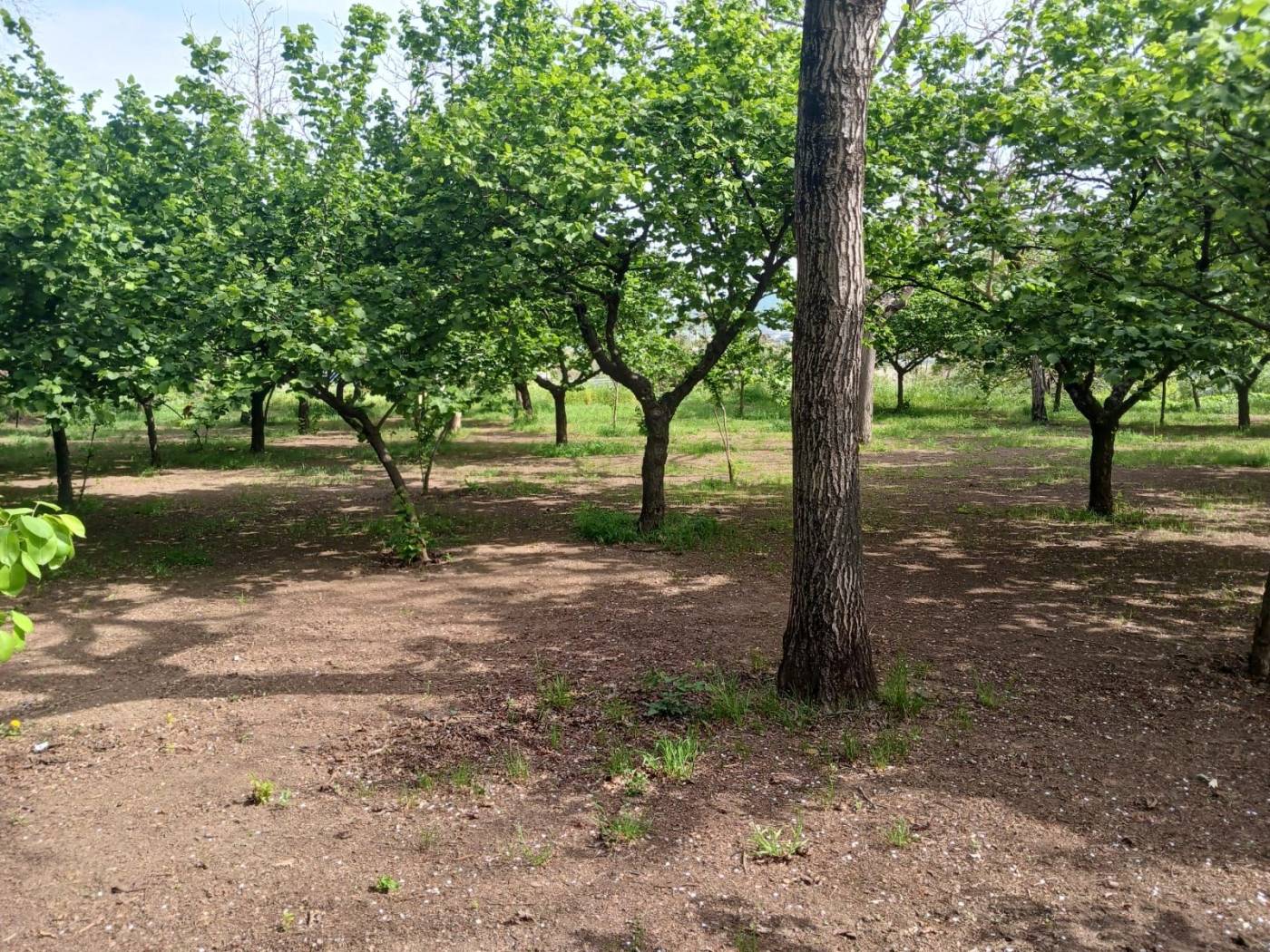 Terreno