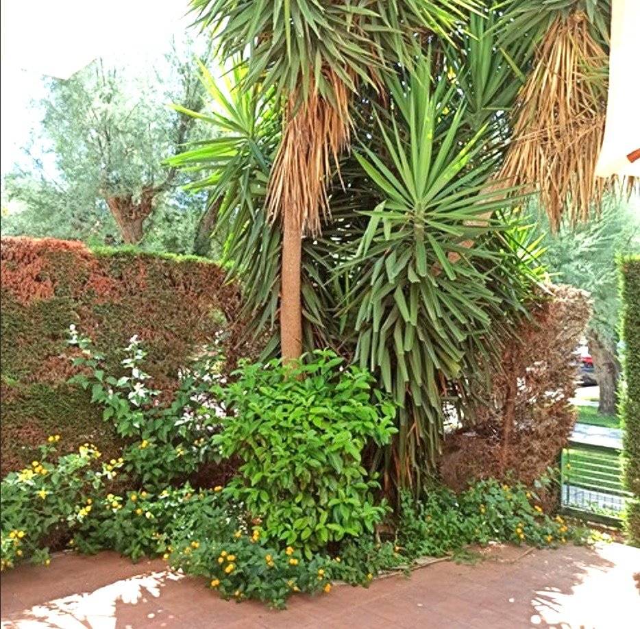 Giardino