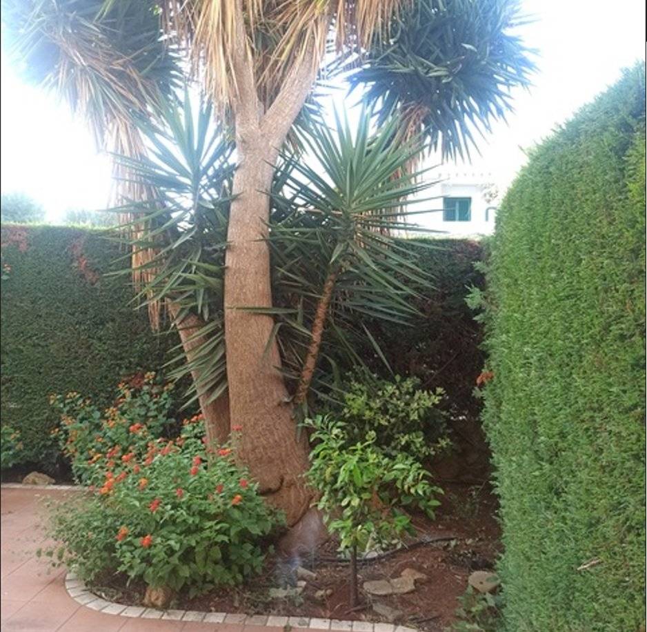 Giardino