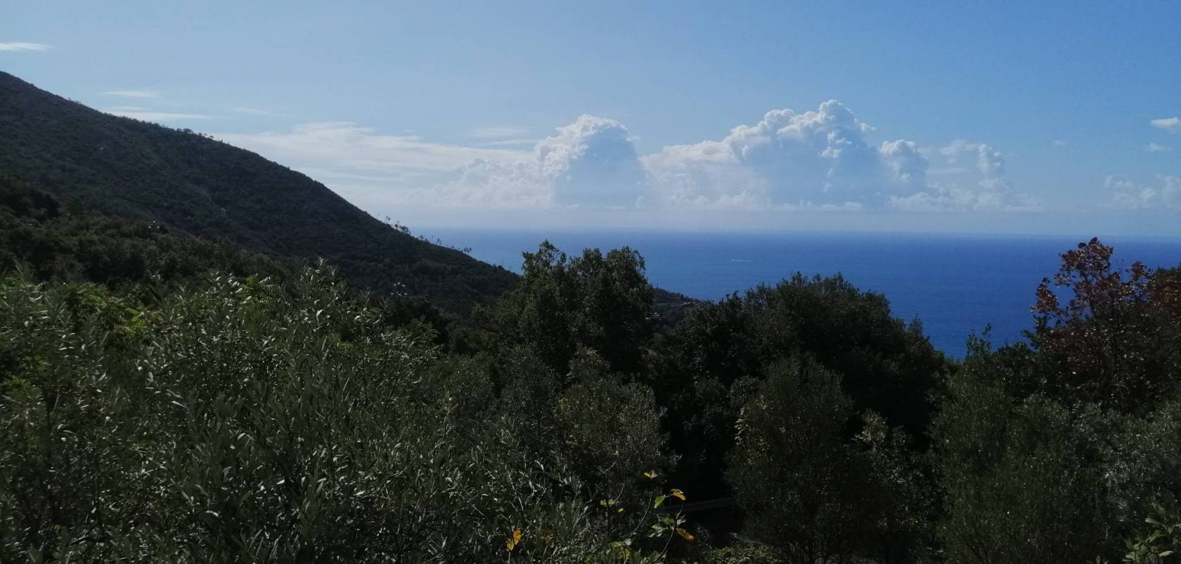 Vista
