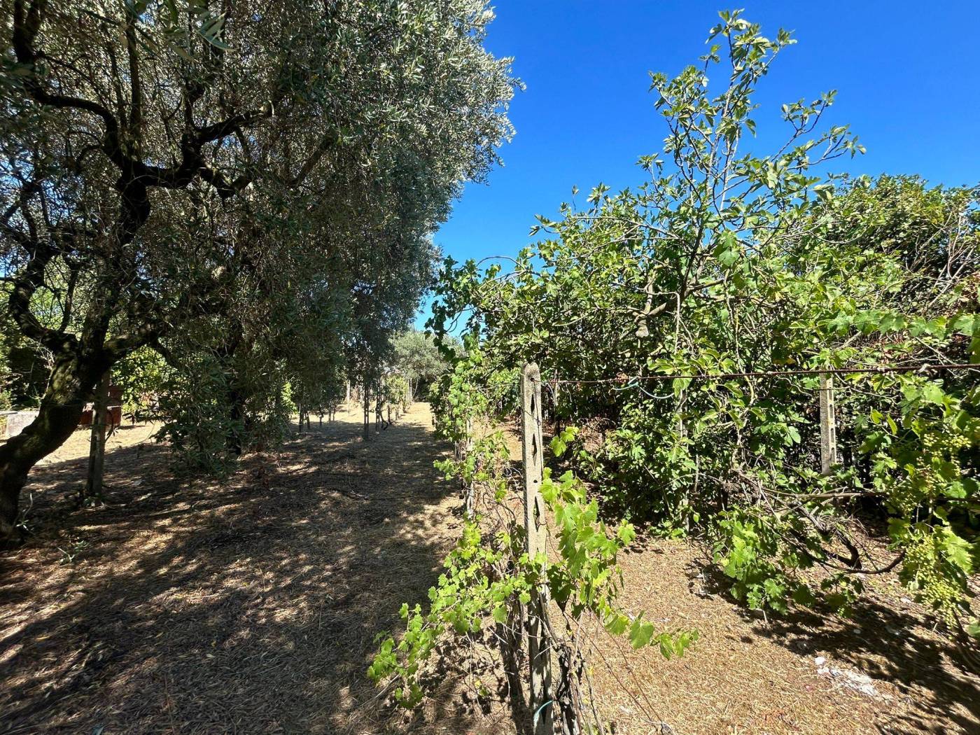 Terreno