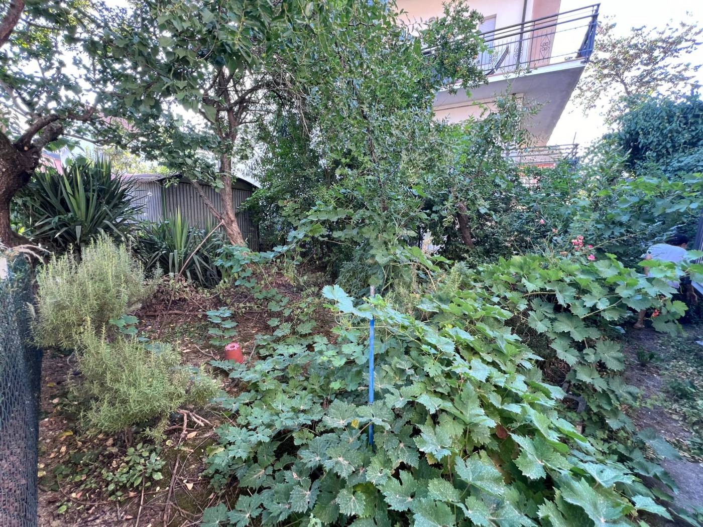 Giardino