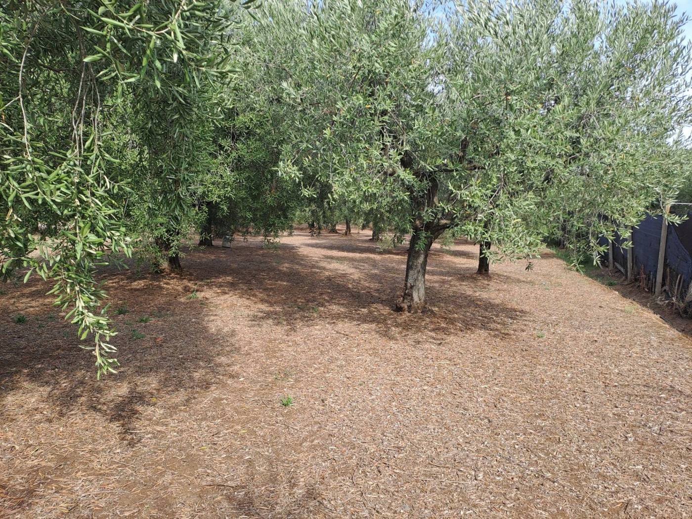 Terreno