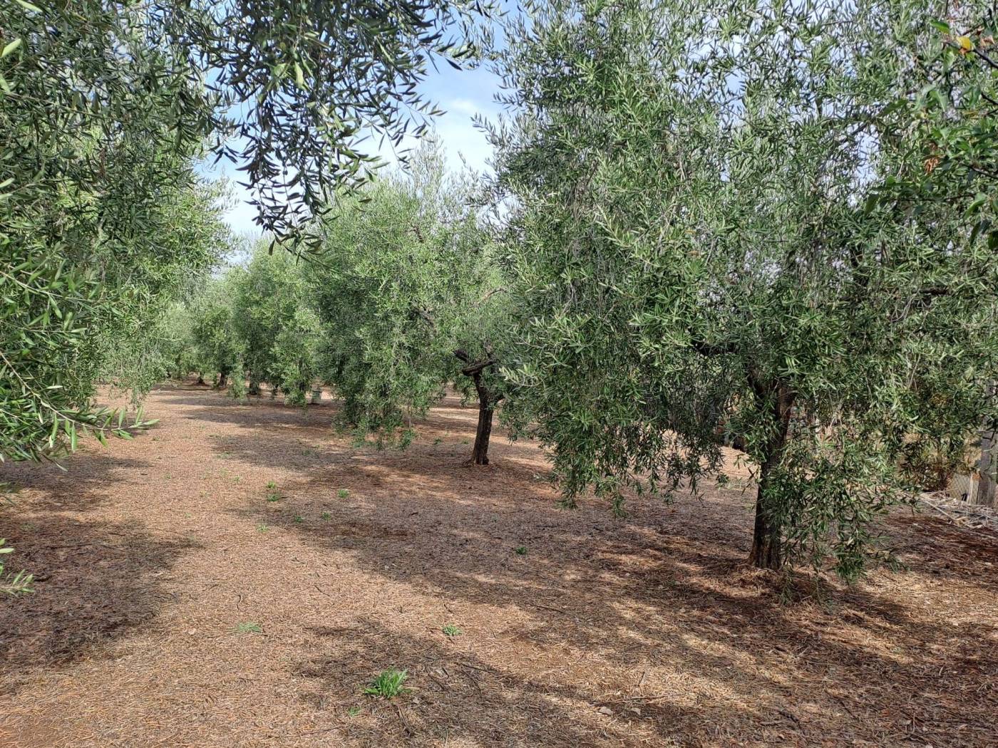 Terreno