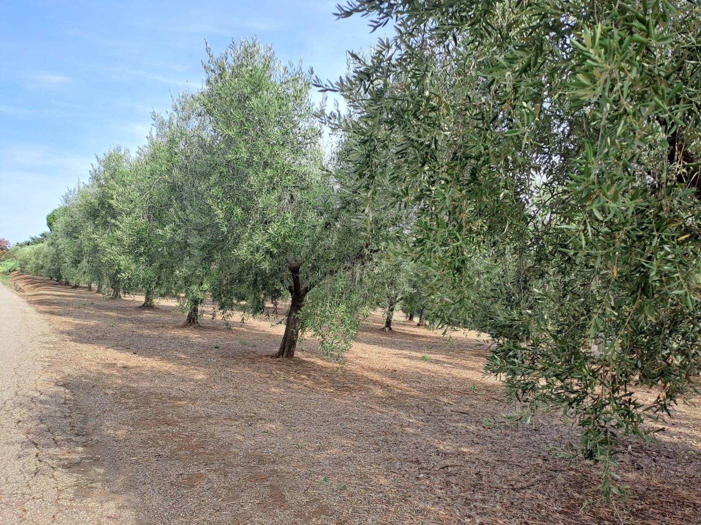 Terreno