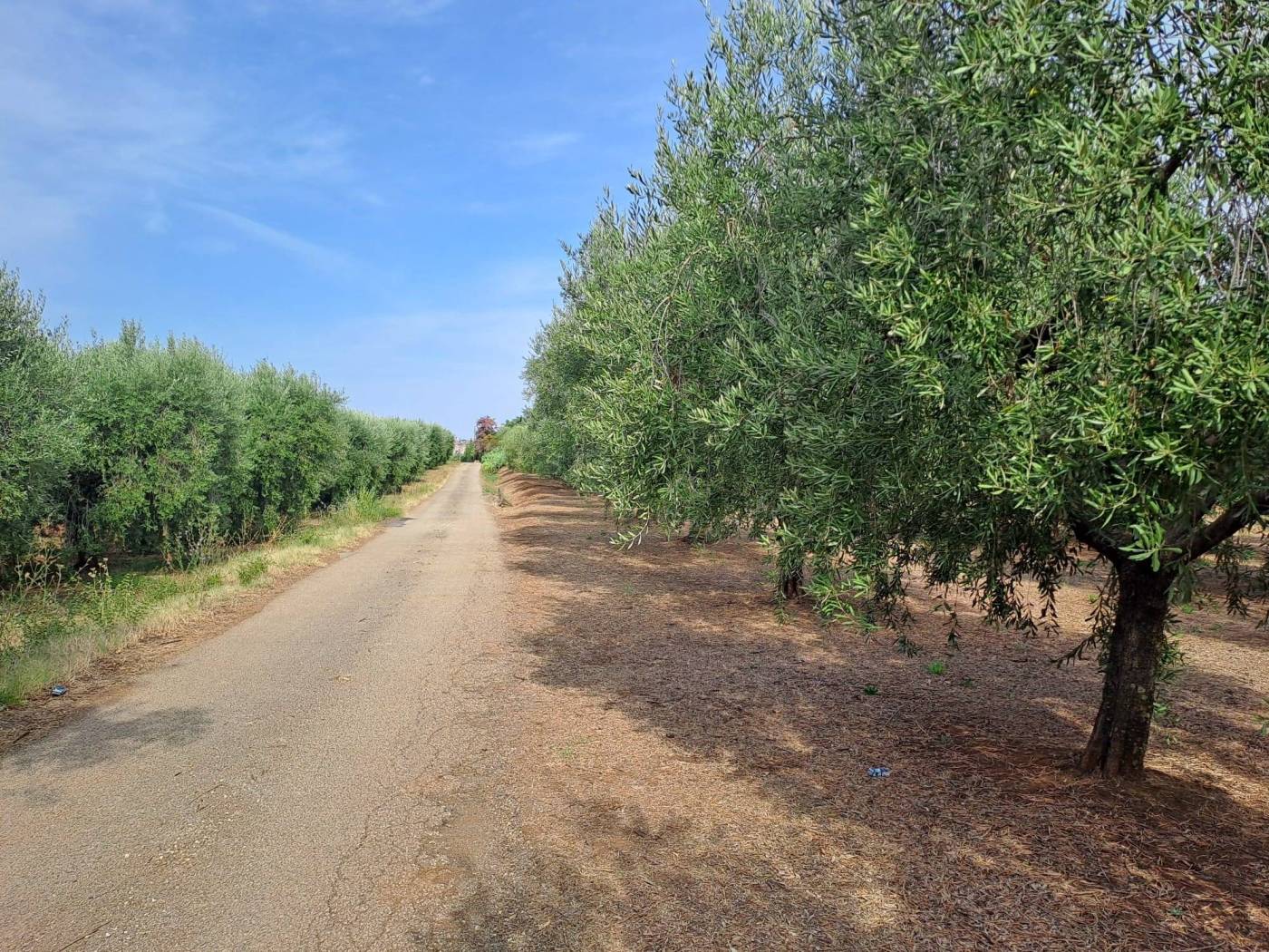 Terreno