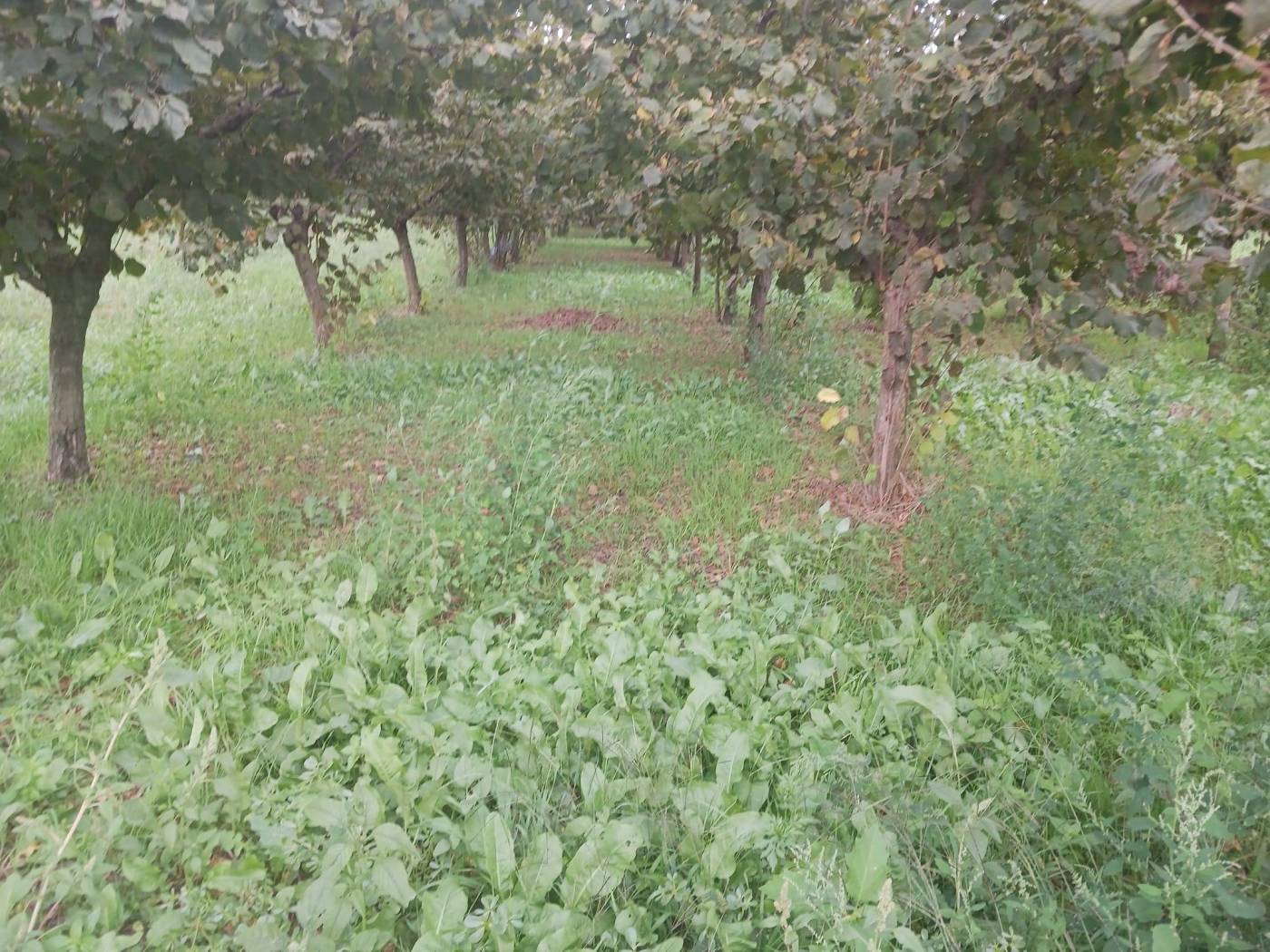 Terreno