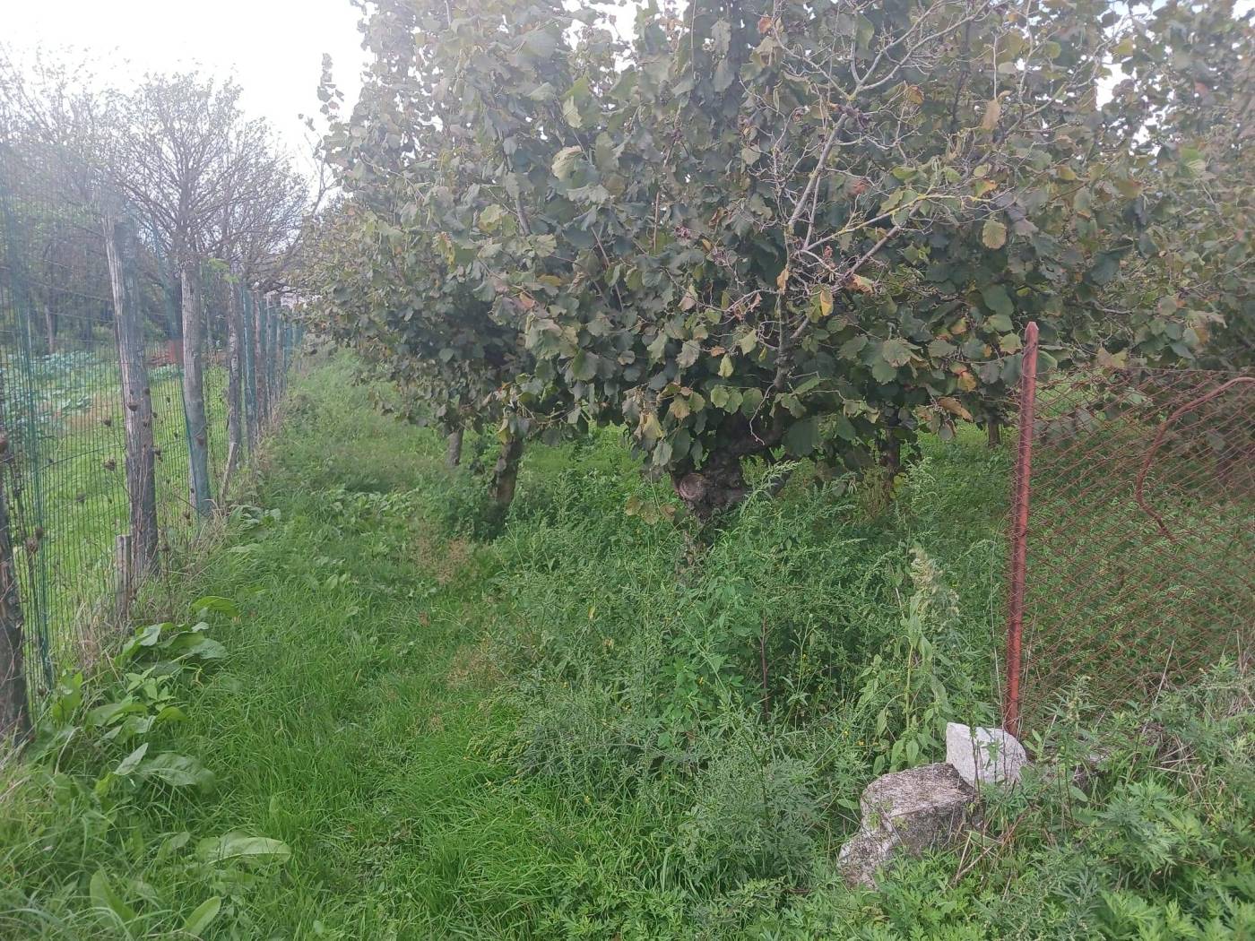 Terreno