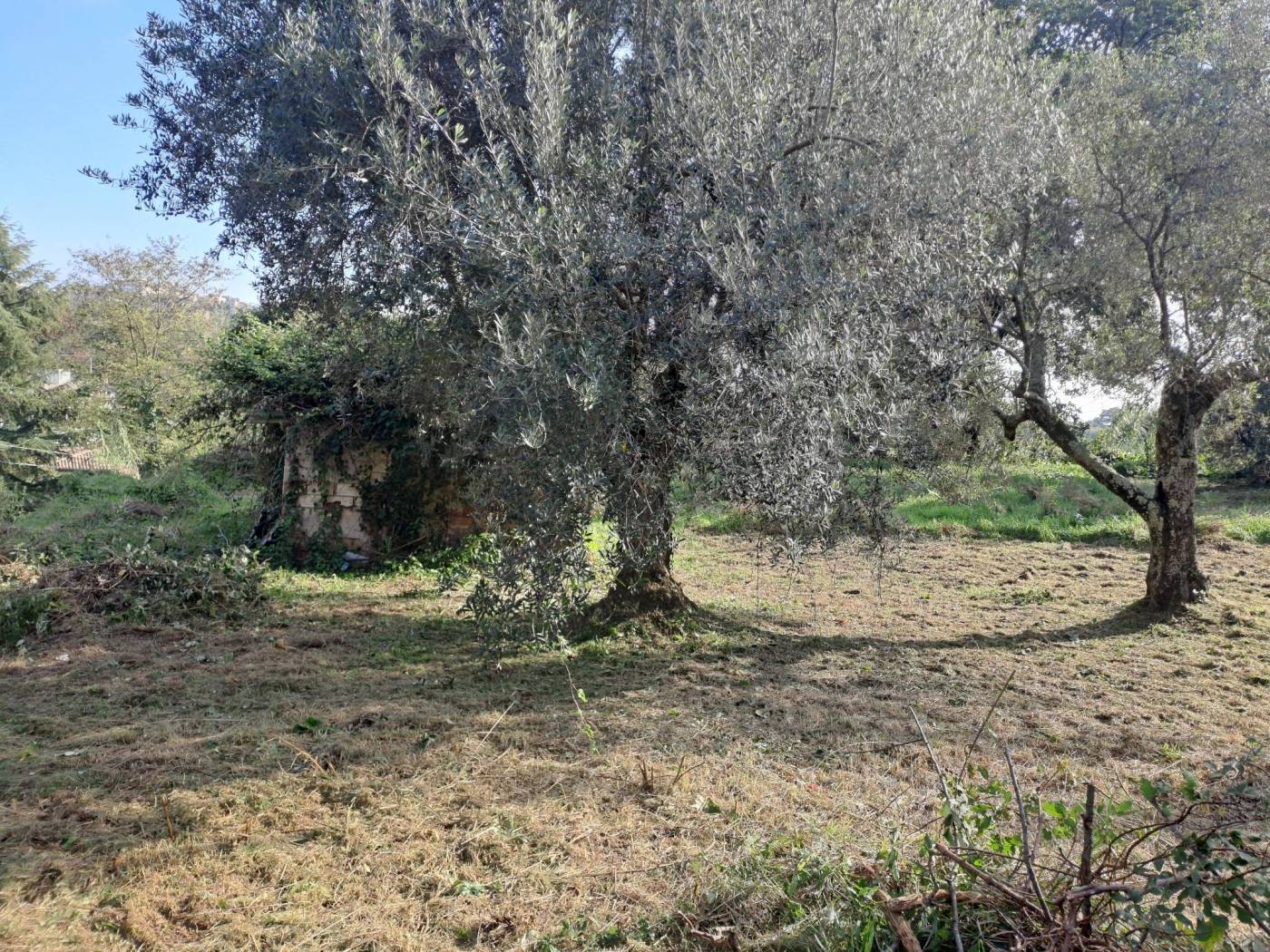 Terreno