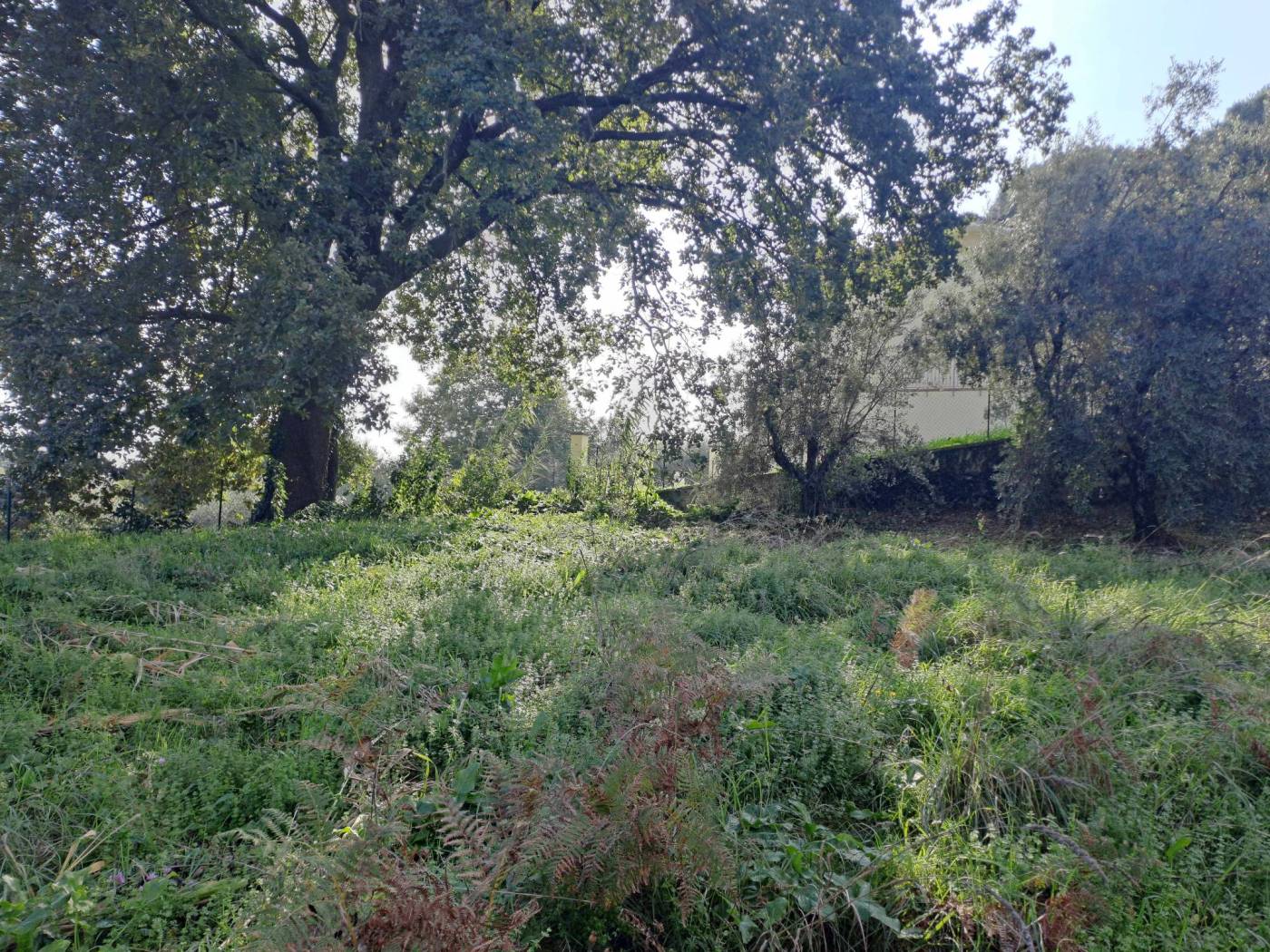 Terreno