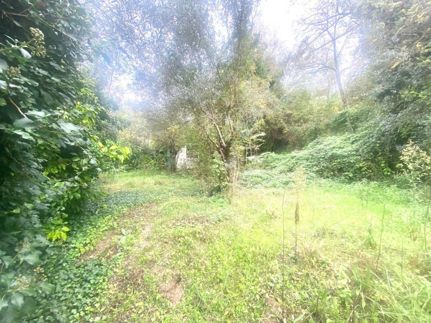 Terreno