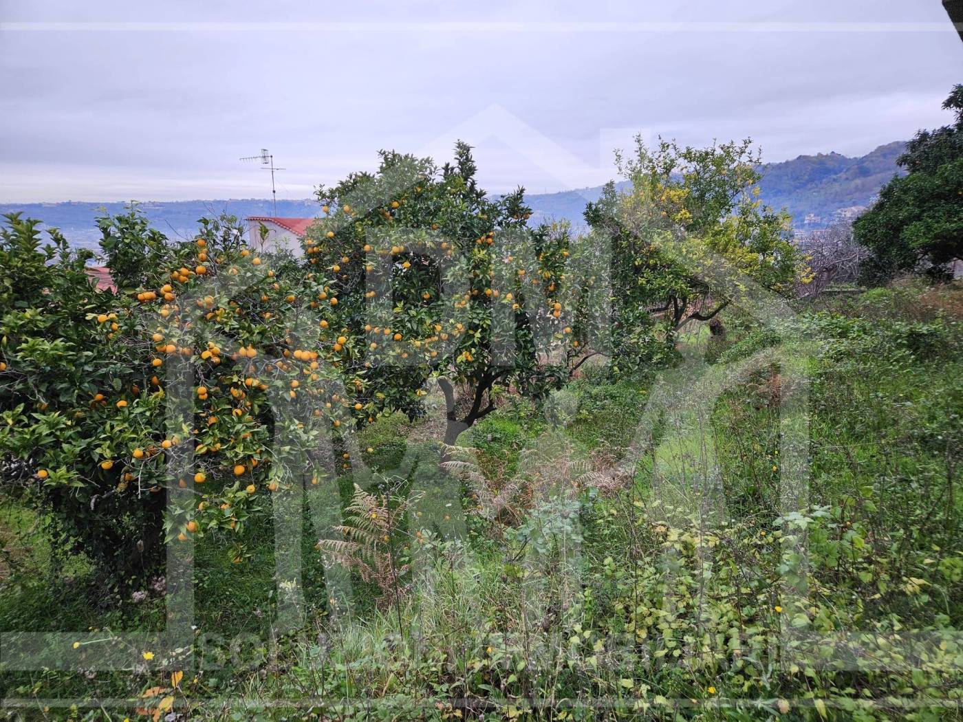 Vista
