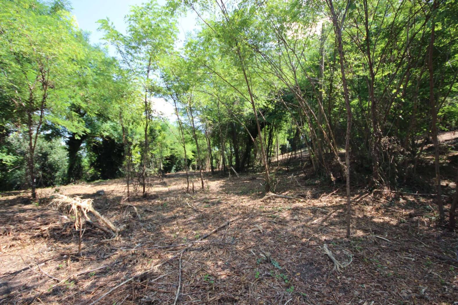 Terreno