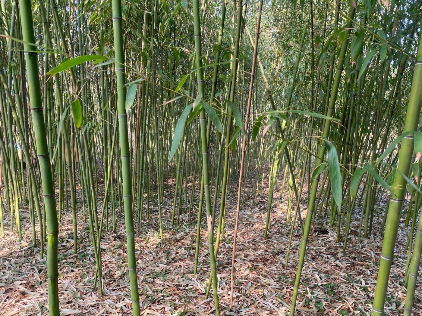 Terreno