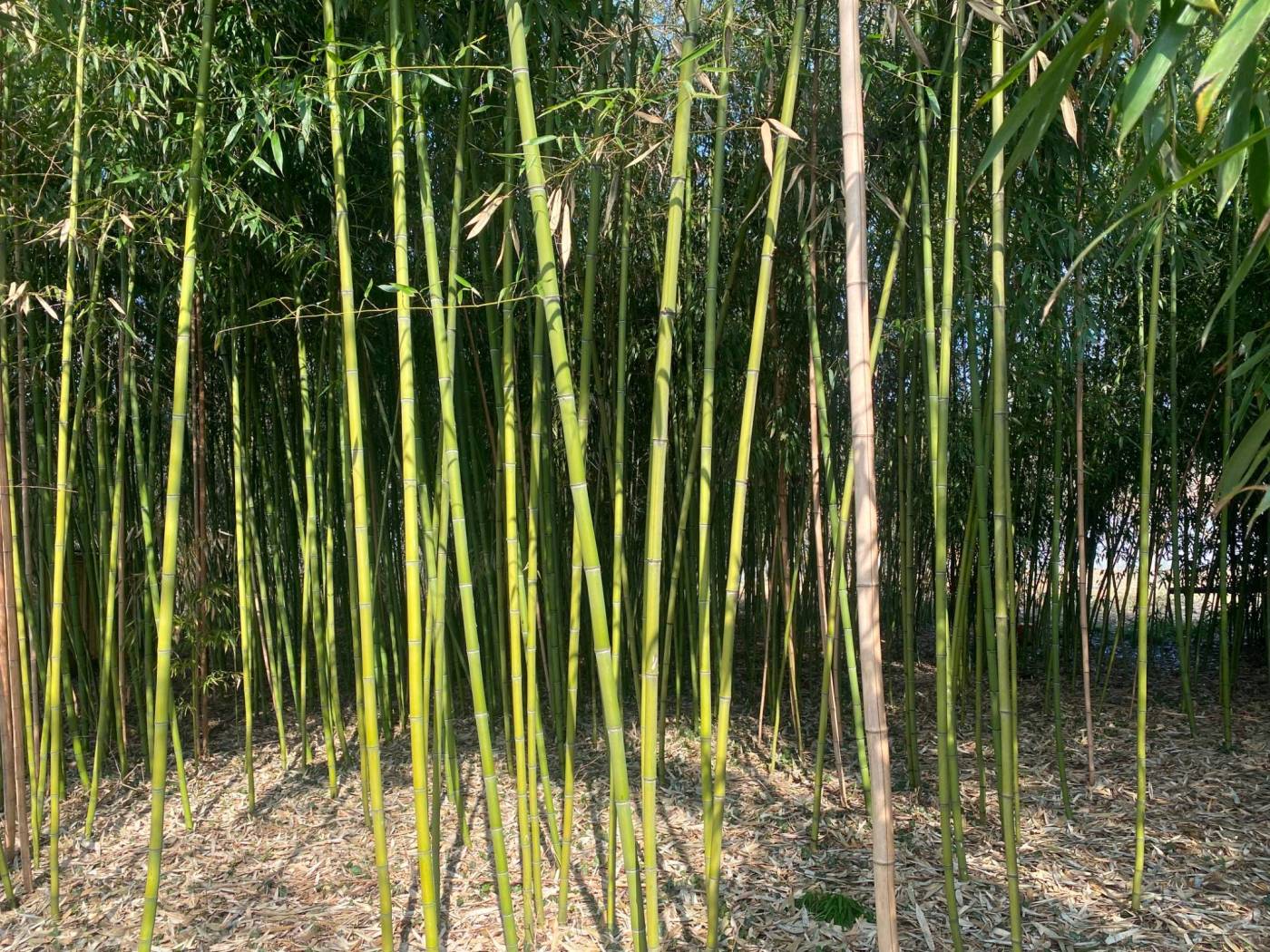 Terreno