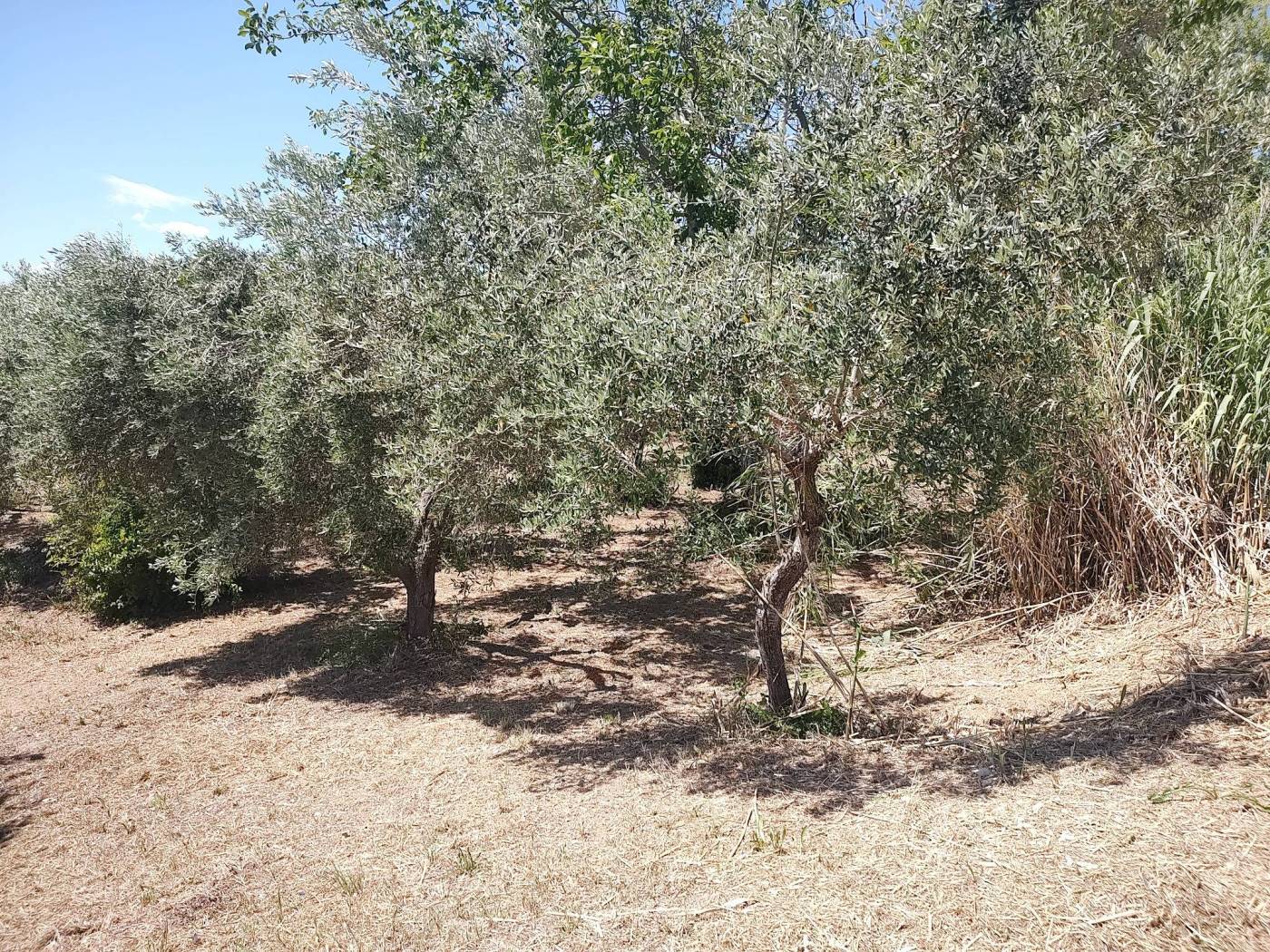 Terreno