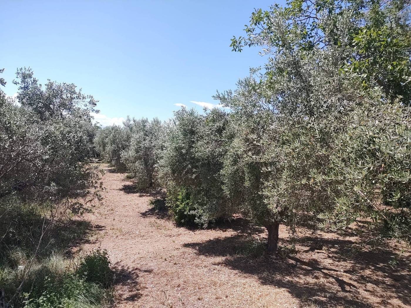 Terreno