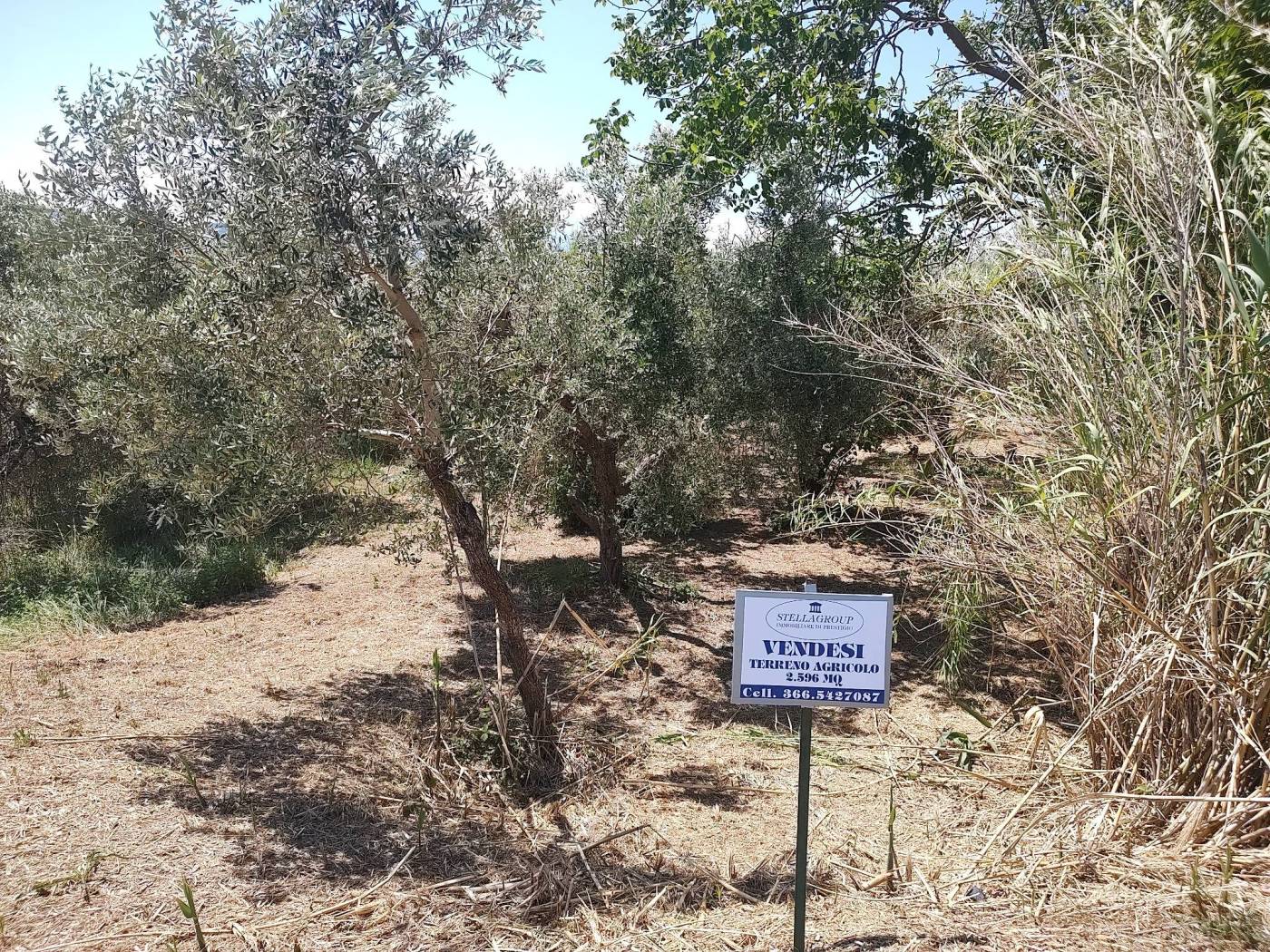Terreno