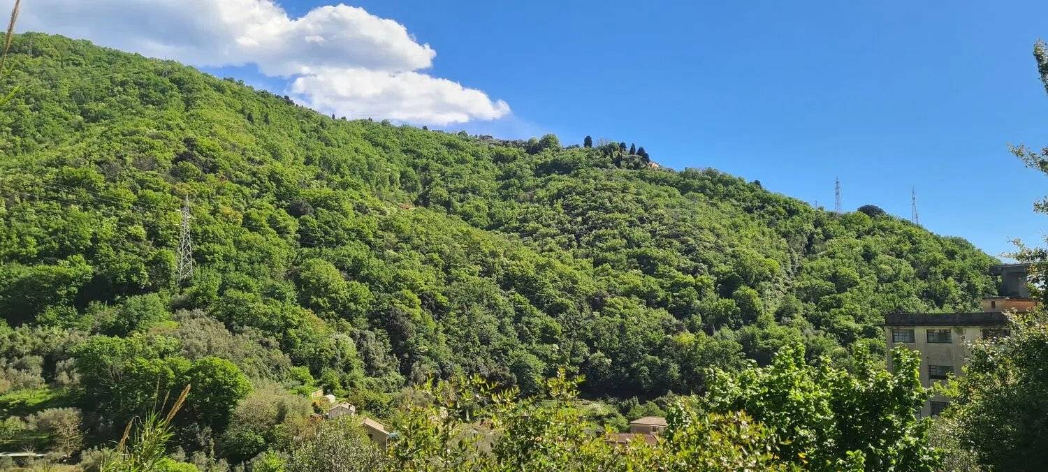 Vista