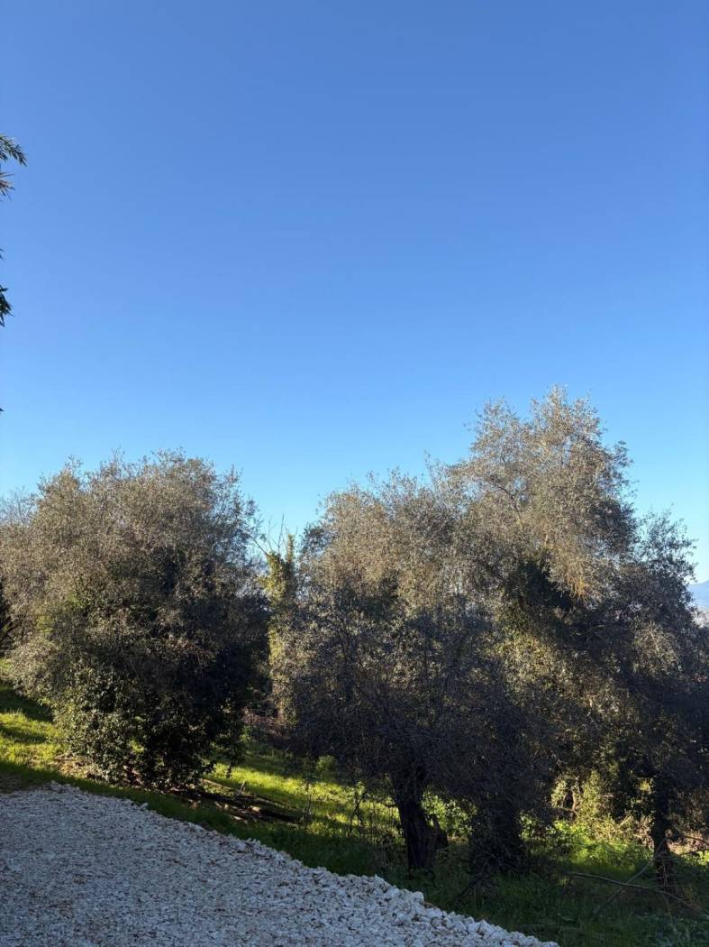 Terreno