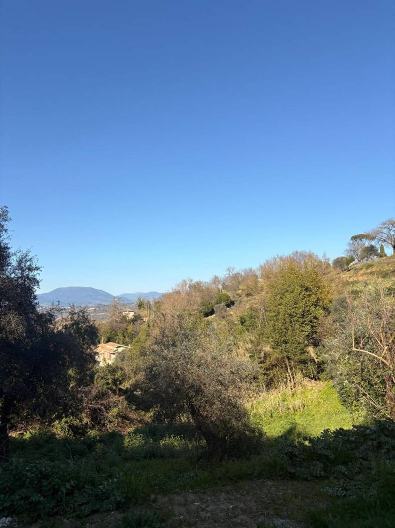 Vista