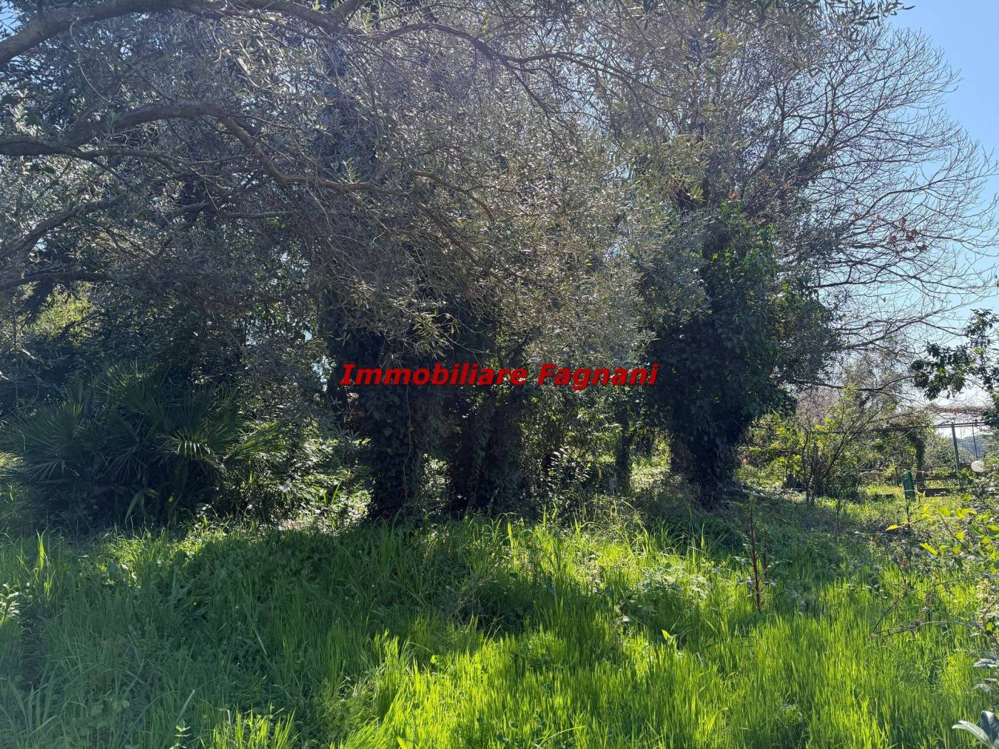 Terreno
