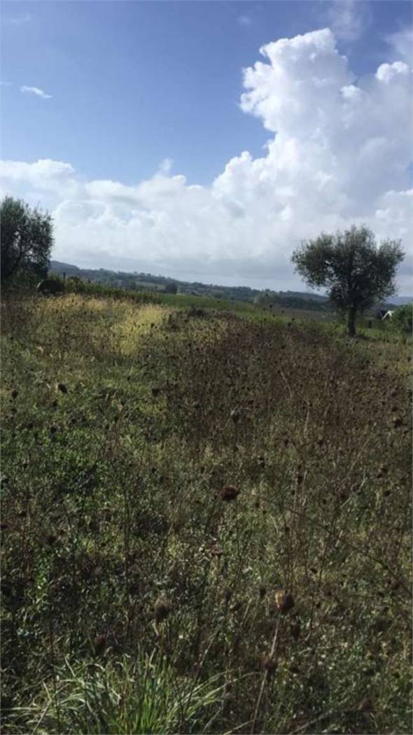 Terreno