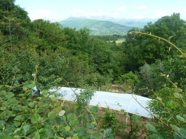 Vista