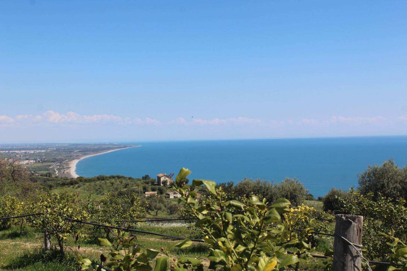 Terreni Agricoli - Corpo UNico - Vista mare - Rocca Imperiale proponiamo in vendita un terreno agricolo di circa undici ettari, irrigui, con impianto