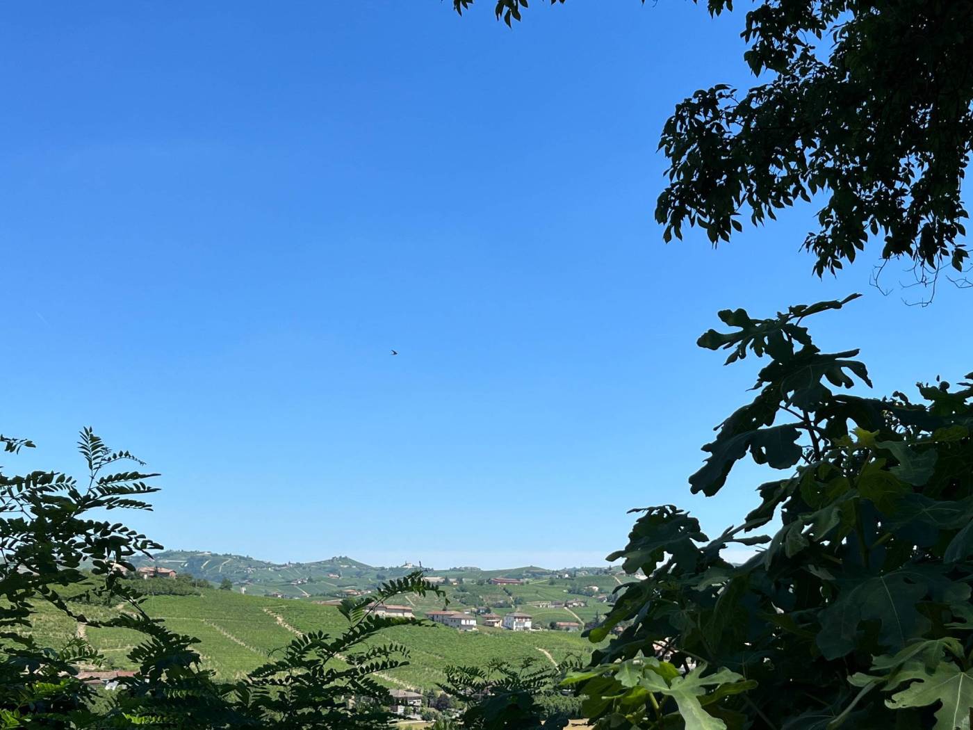 Vista Vista