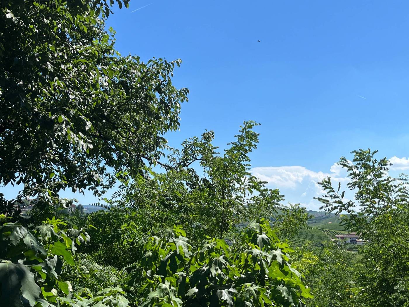 Vista Vista