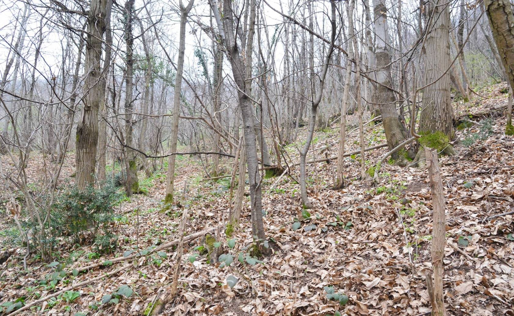 Terreno