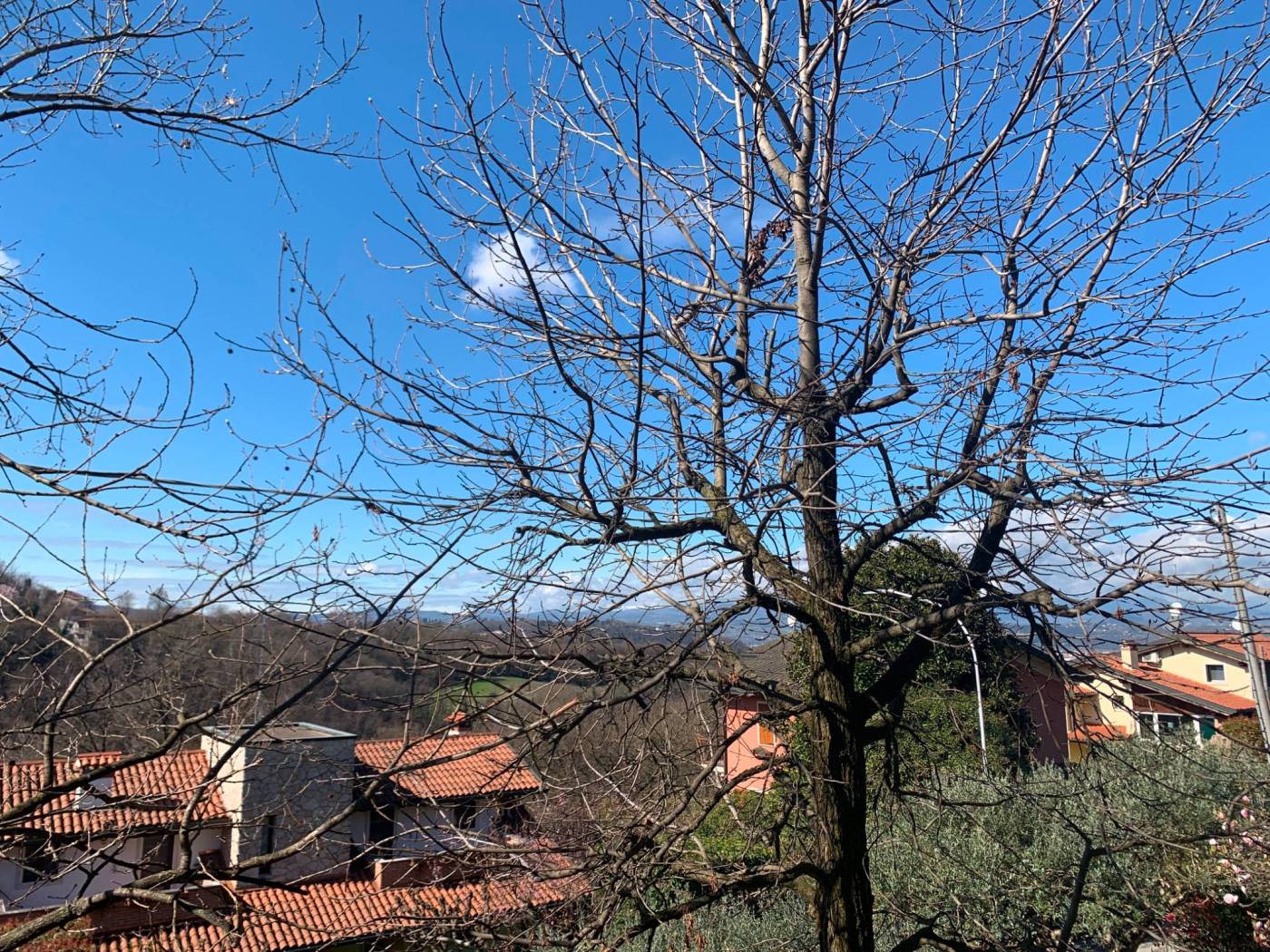 Vista