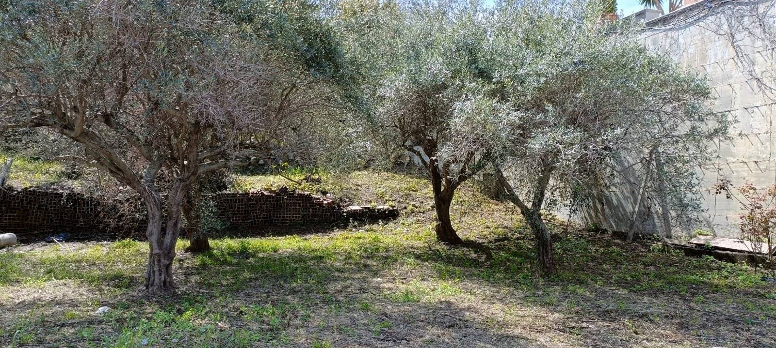 Terreno