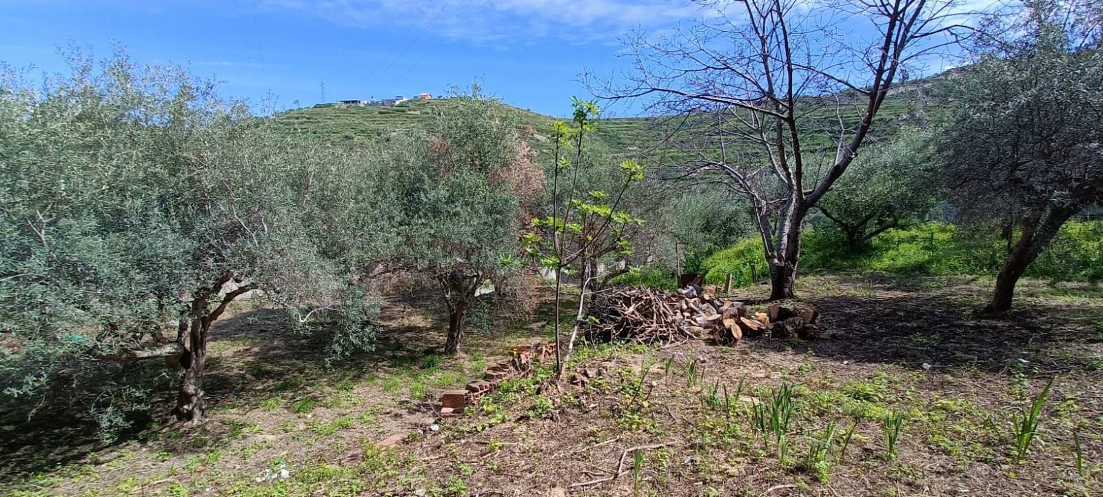 Terreno