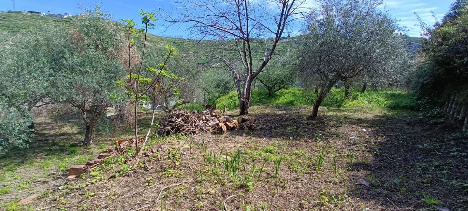 Terreno